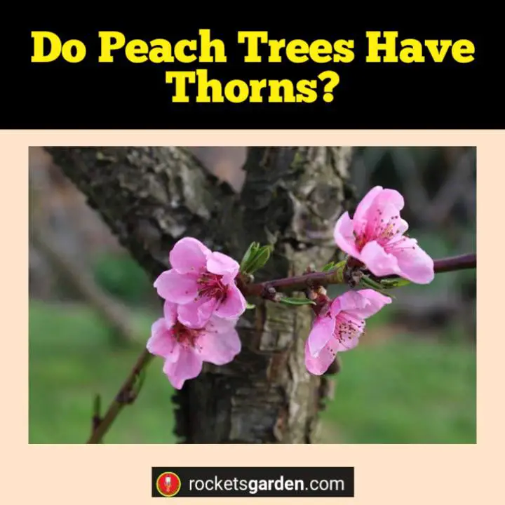 do peach trees have thorns
