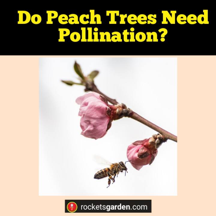 do peach trees need pollination