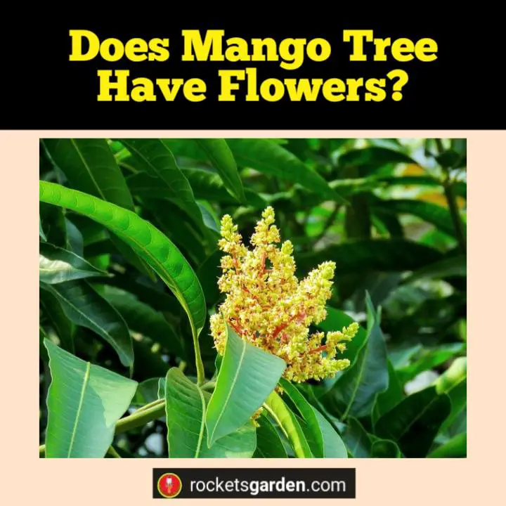 does mango tree have flowers