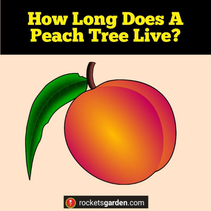 how long does a peach tree live