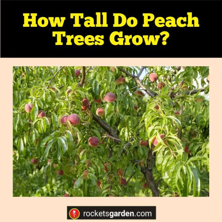 how tall do peach trees grow
