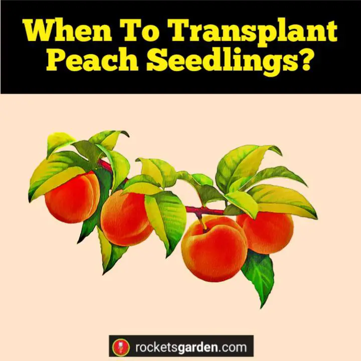 when to transplant peach seedlings
