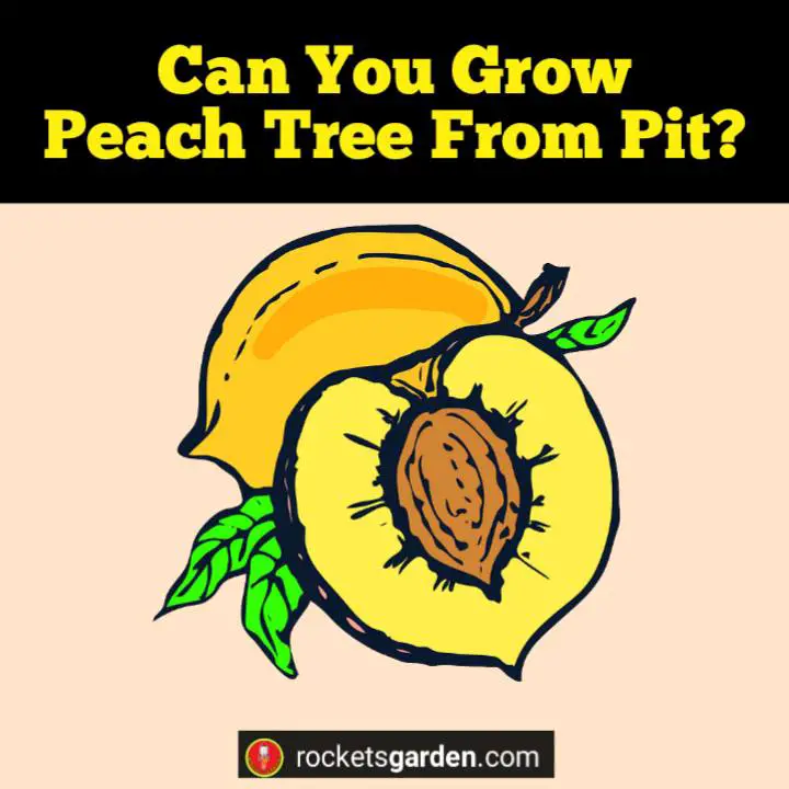can you grow peach tree from pit