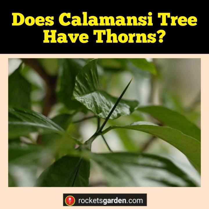 does calamansi tree have thorns