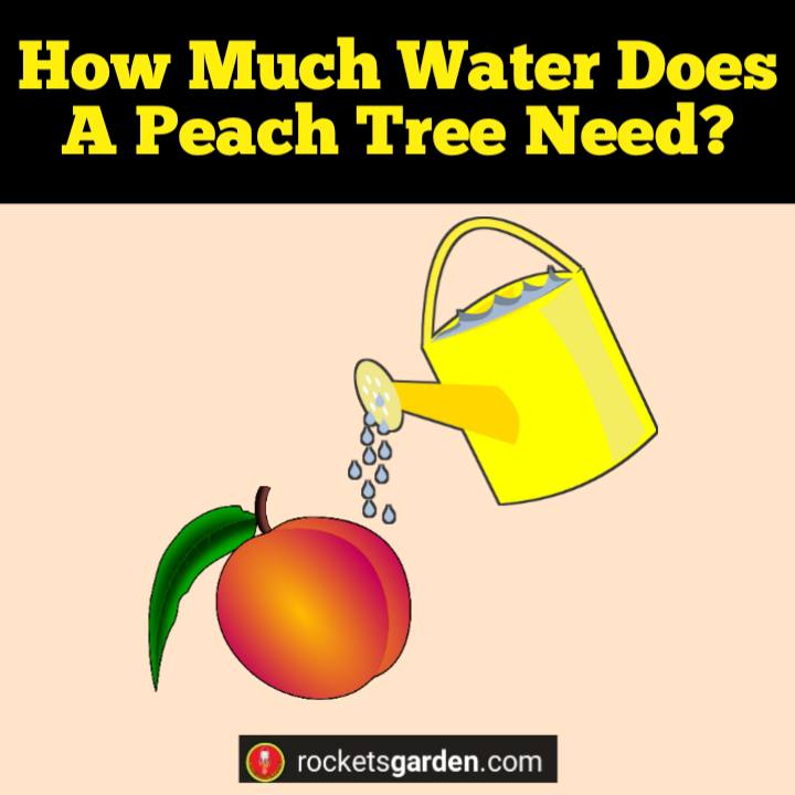 how much water does a peach tree need