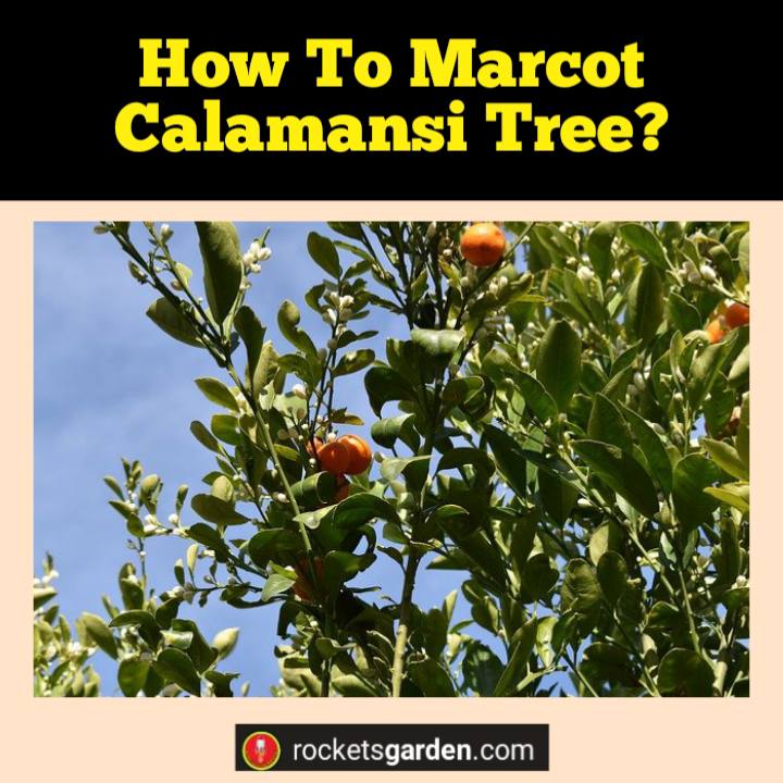 how to marcot calamansi tree