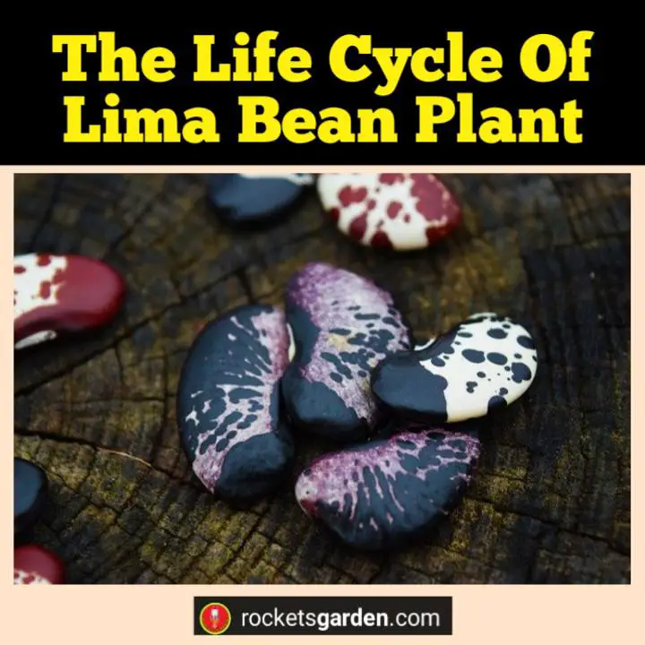 life cycle of lima bean