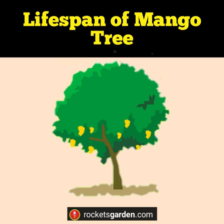 lifespan of mango tree
