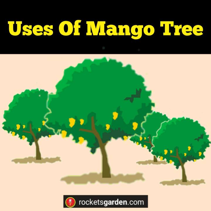 uses of mango tree