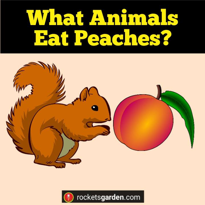 what animals eat peaches