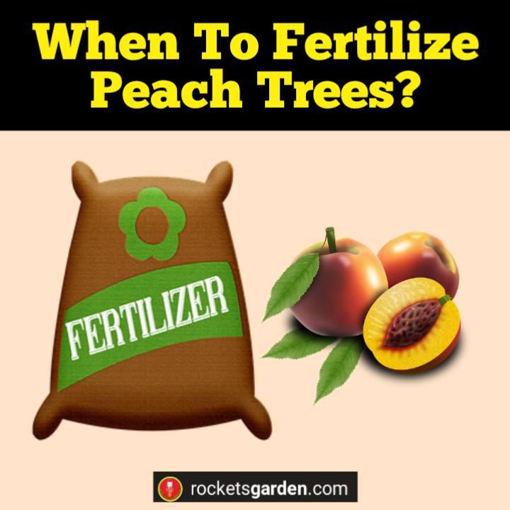 when to fertilize peach trees
