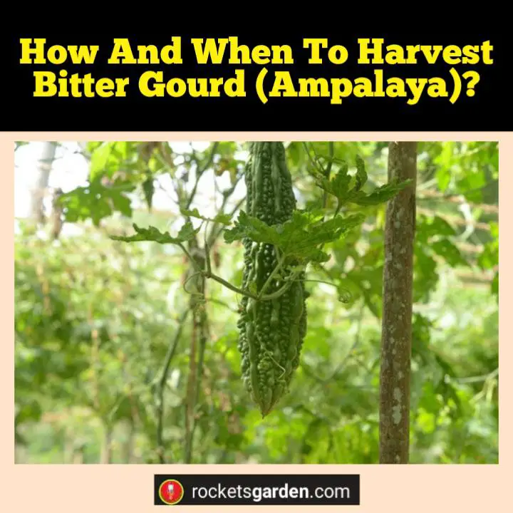 how and when to harvest bitter gourd ampalaya