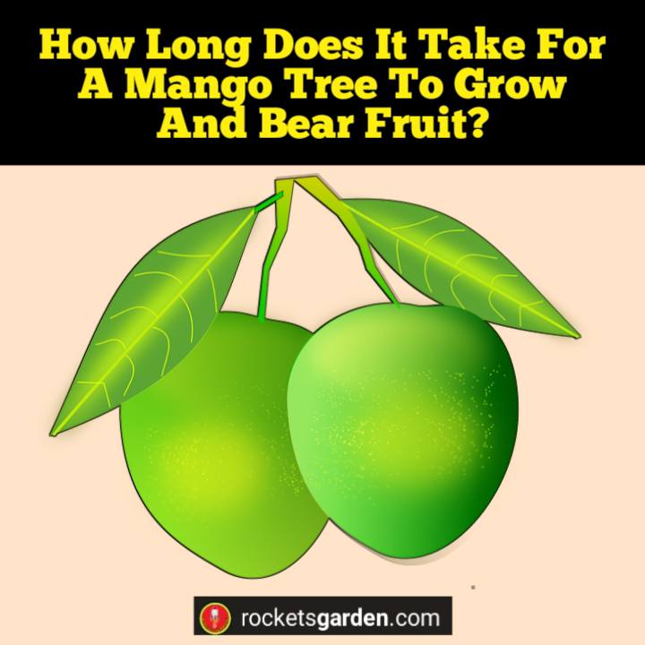how long does a mango take to grow