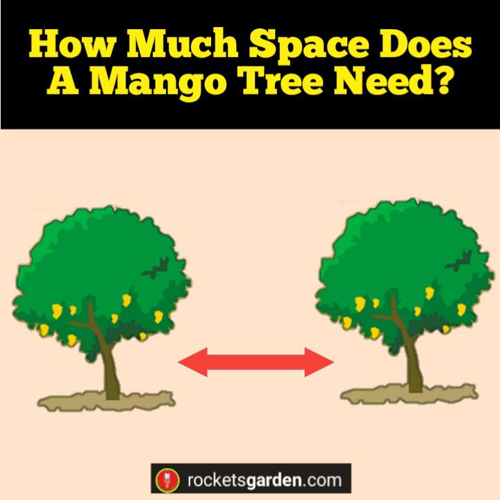 how much does a mango tree need
