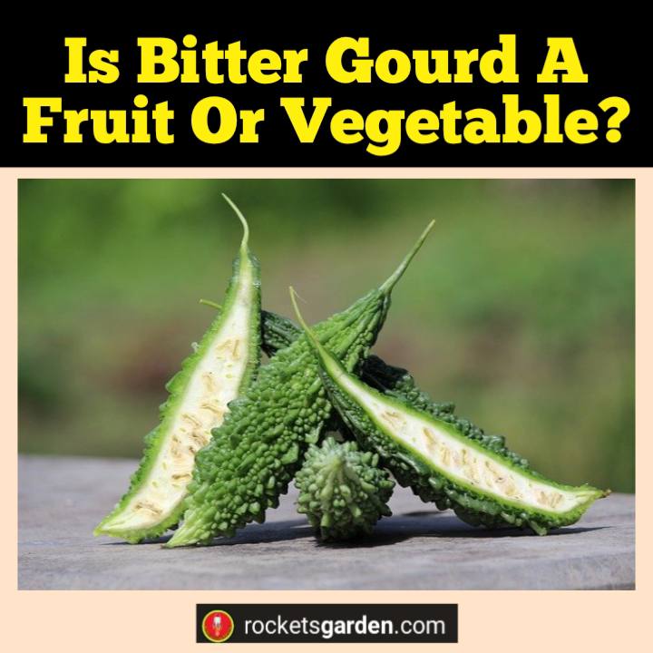 is bitter gourd a fruit or vegetable