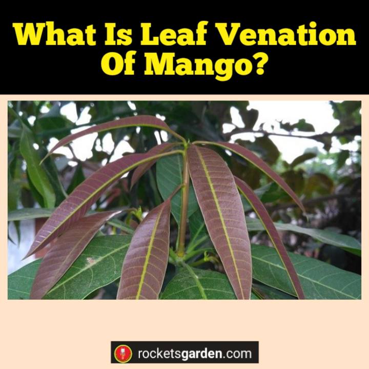 leaf venation of mango
