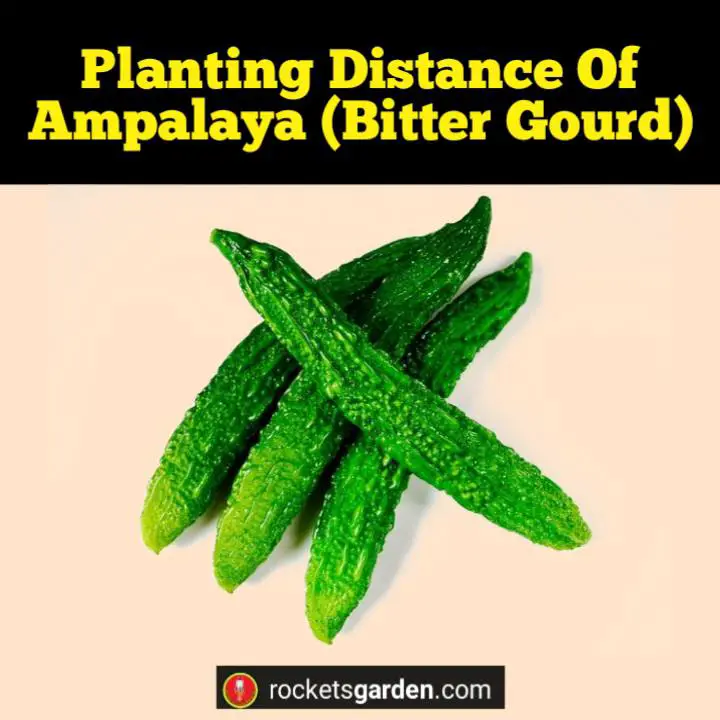 planting distance of ampalaya 