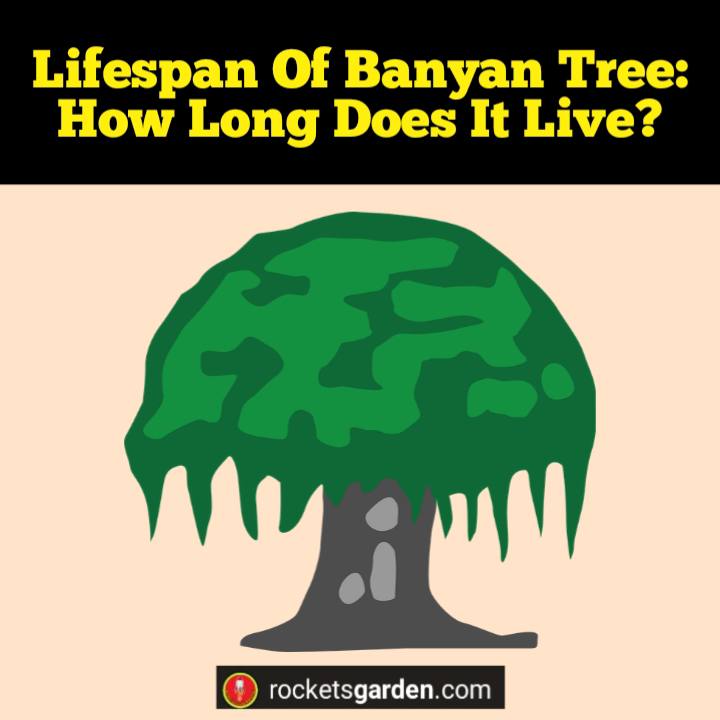 lifespan of banyan tree
