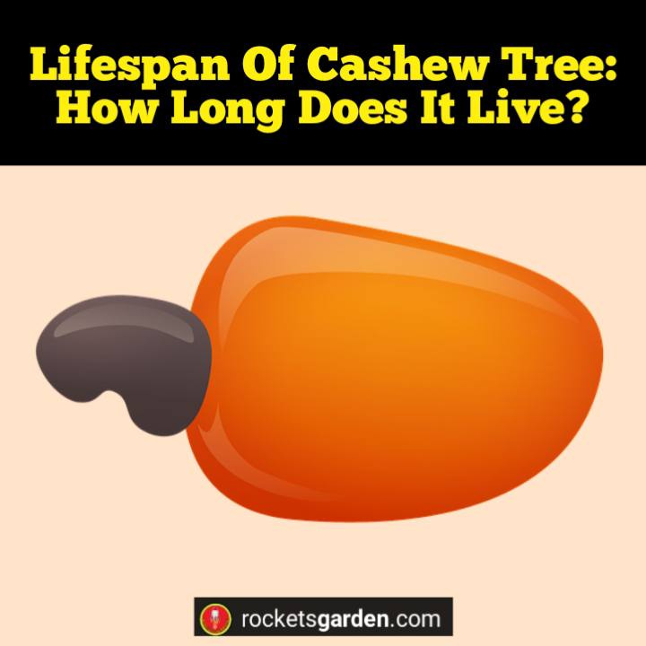 lifespan of cashew tree