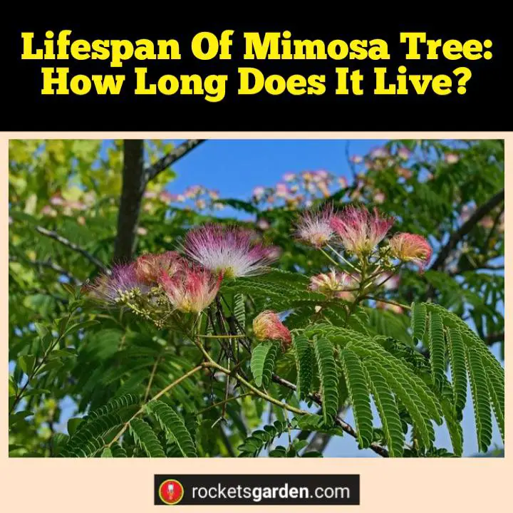 lifespan of mimosa tree