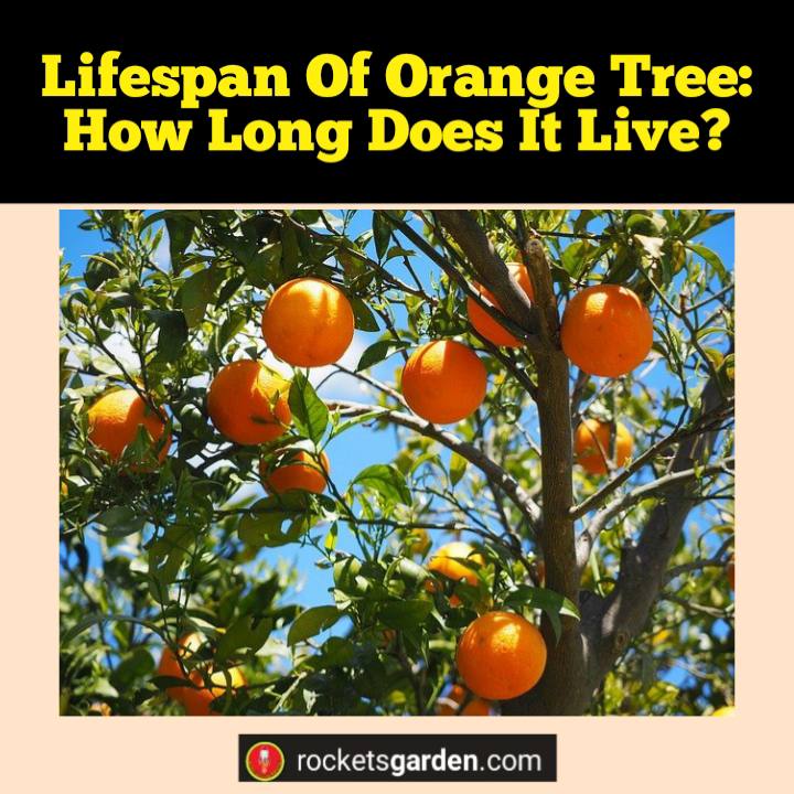 lifespan of an orange tree