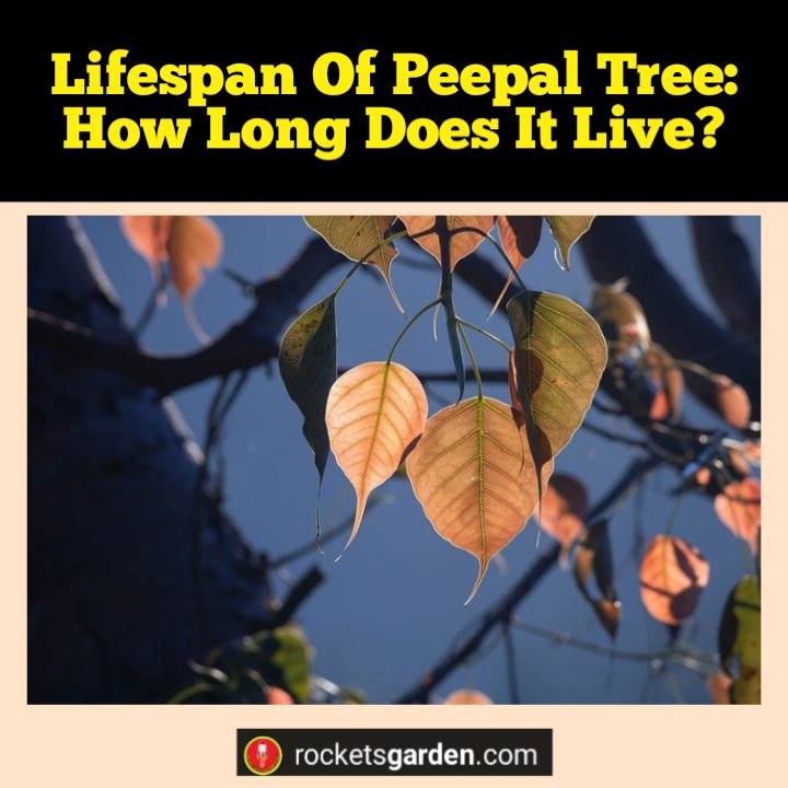 lifespan of peepal tree