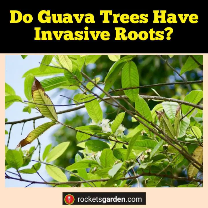 do guava trees have invasive roots
