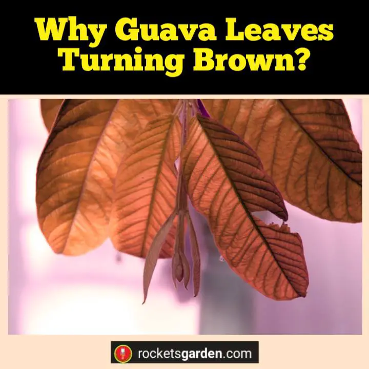 why guava leaves turning brown