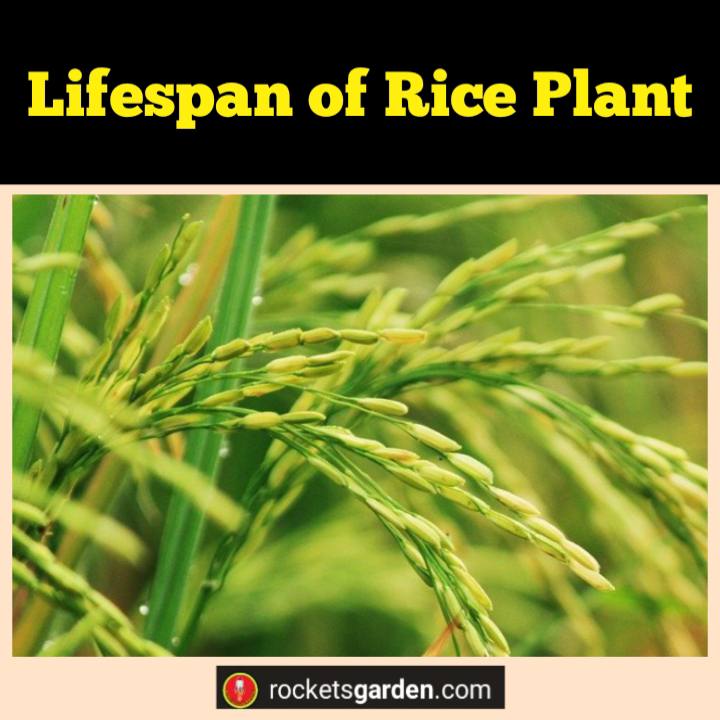 lifespan of rice plant
