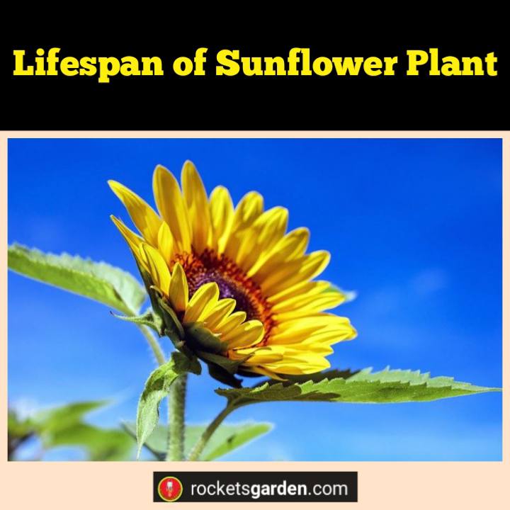 lifespan of sunflower plant