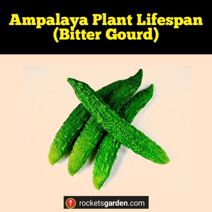 ampalaya plant lifespan bitter gourd