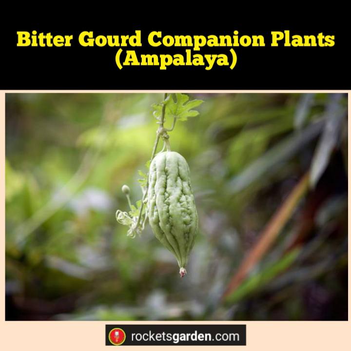 Image of Green beans and bitter gourd companion plant