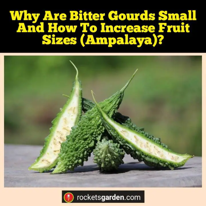 small bitter gourd, increase bitter gourd fruit size ampalaya
