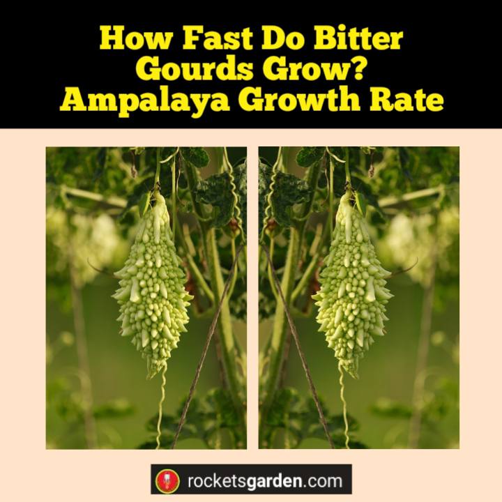 how fast do bitter gourds grow ampalaya