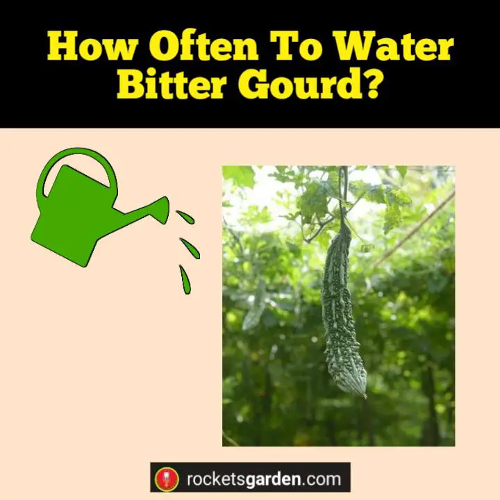 how often to water bitter gourd ampalaya