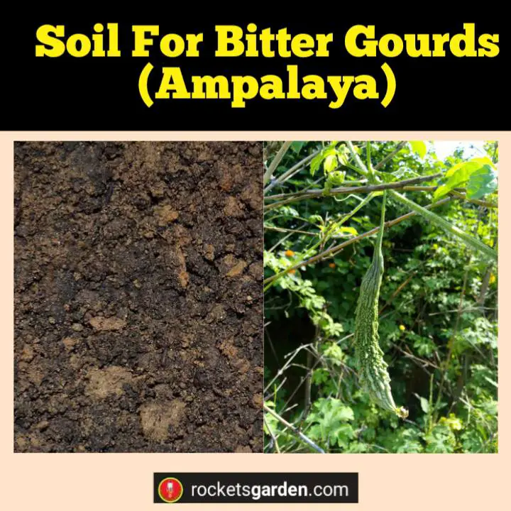 Soil For Bitter Gourds (Ampalaya)