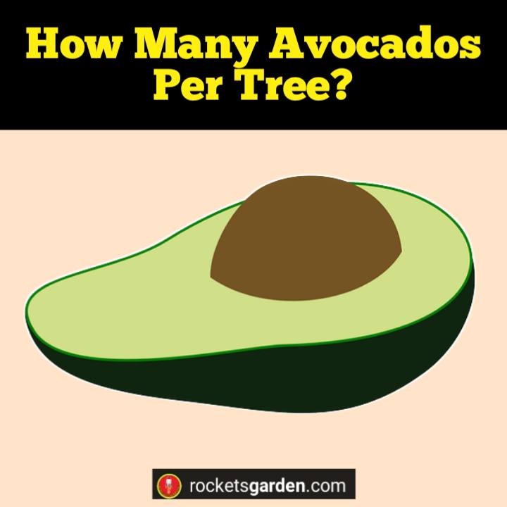 how many avocados per tree
