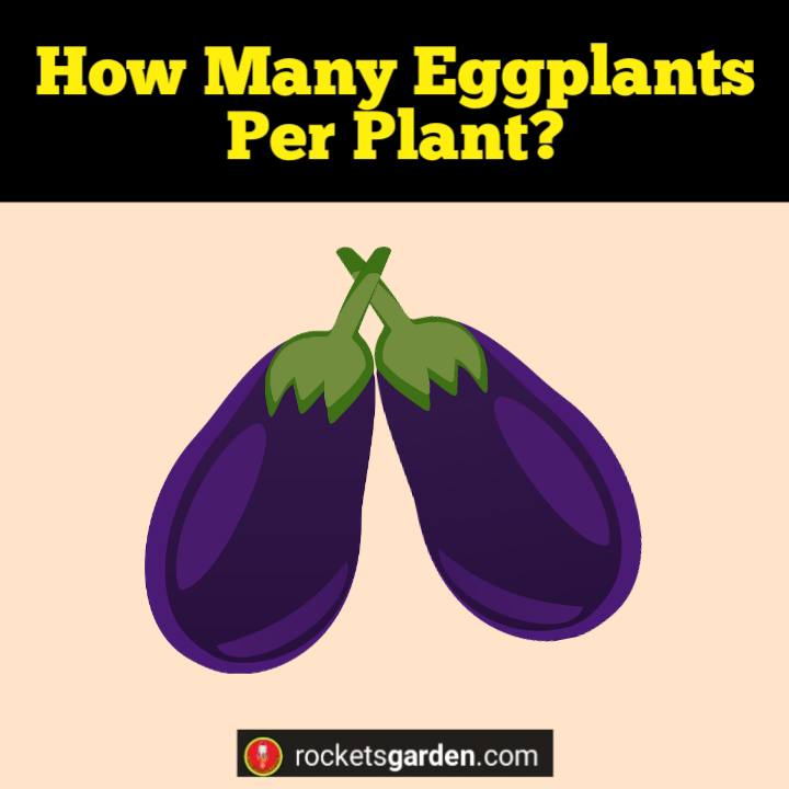 how many eggplants per plant