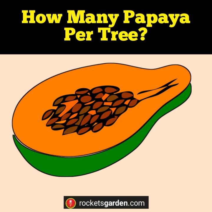 how many papaya per tree