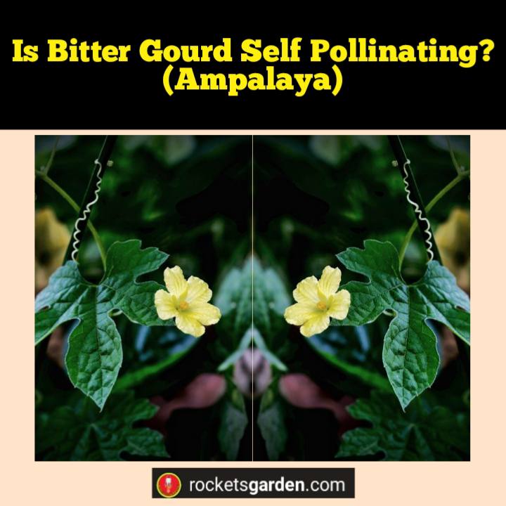 is bitter gourd self pollinating ampalaya