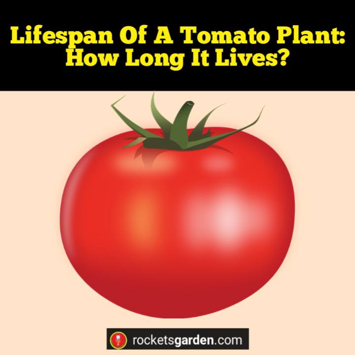 lifespan of a tomato plant