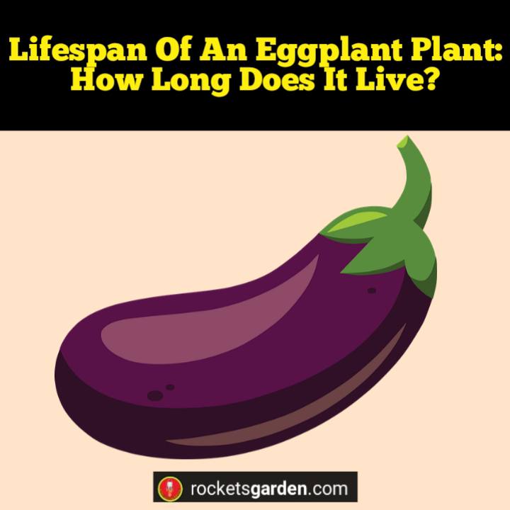 lifespan of an eggplant plant