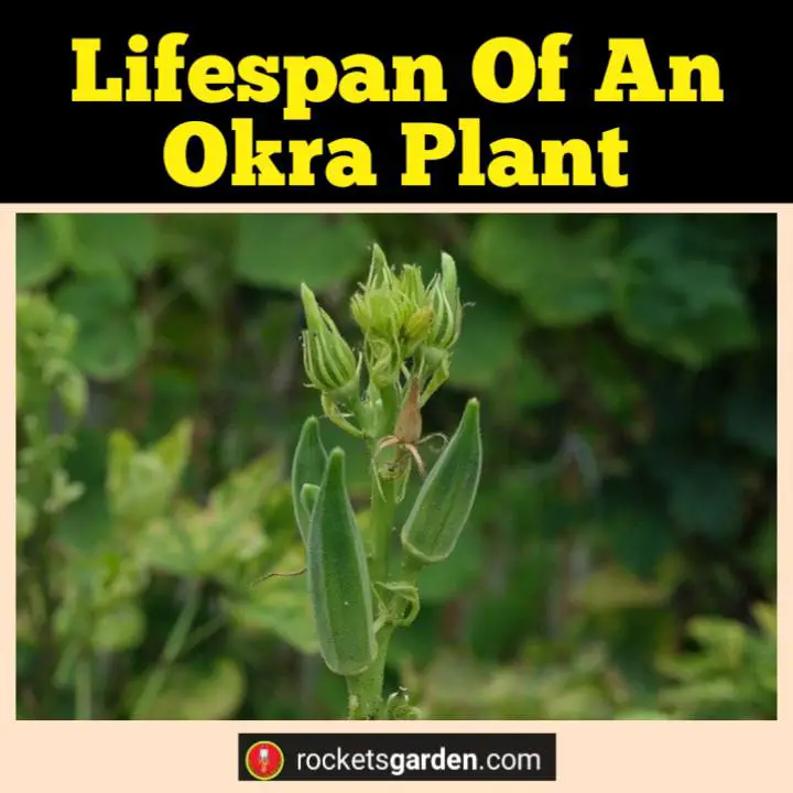 lifespan of an okra plant
