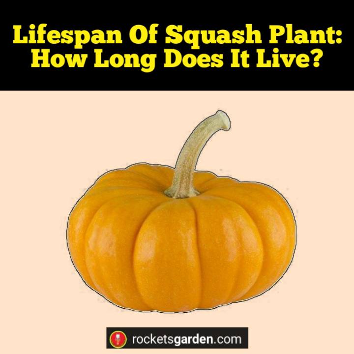 lifespan of squash plant