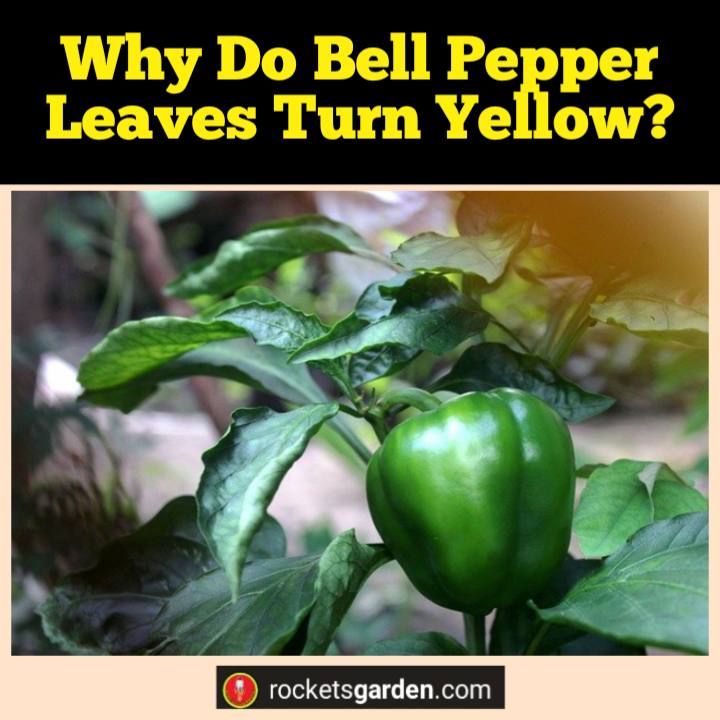 why do bell pepper leaves turn yellow