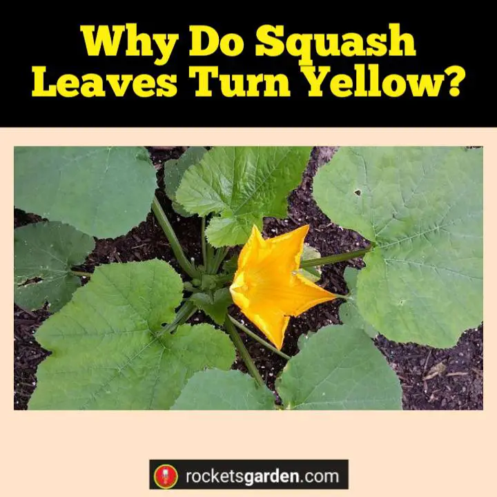 why do squash leaves turn yellow