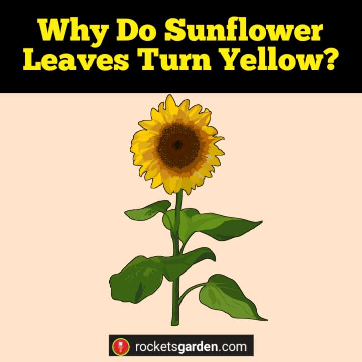 why do sunflower leaves turn yellow