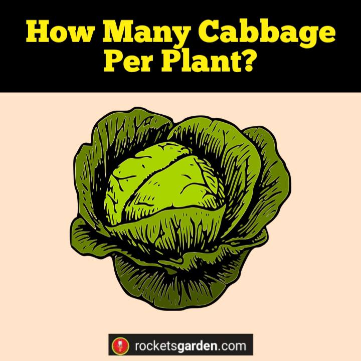 how many cabbage per plant