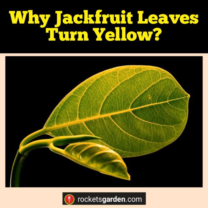 jackfruit leaves turn yellow