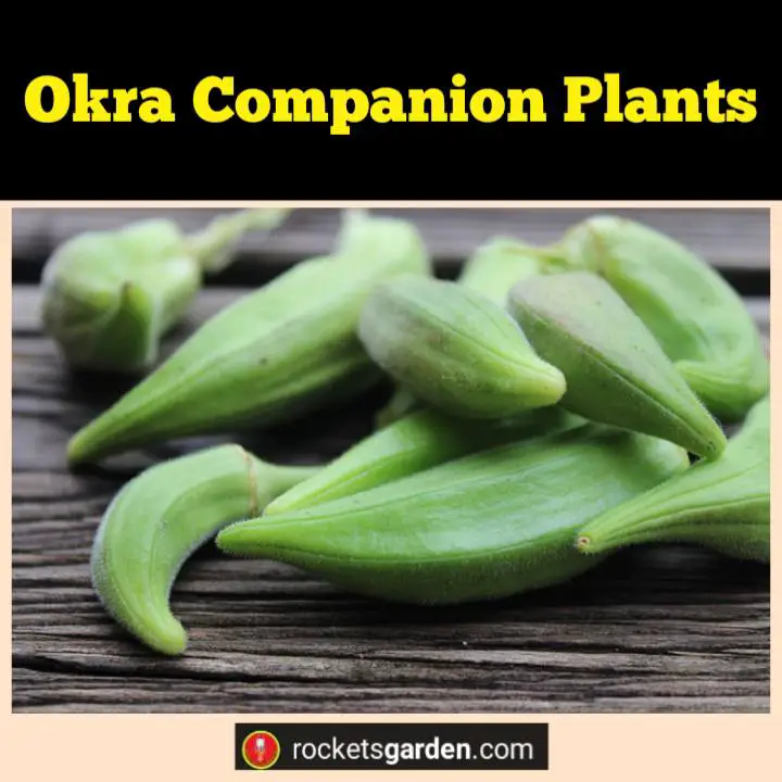 okra companion plants